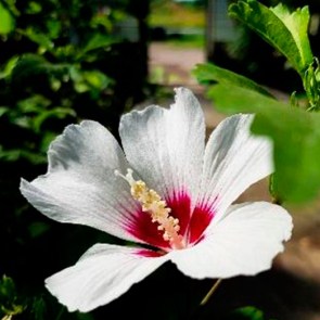 Hibiskus-Sorte-Red-Heart.jpg